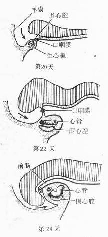 原始心脏的位置变化 (人胚头部纵切)
