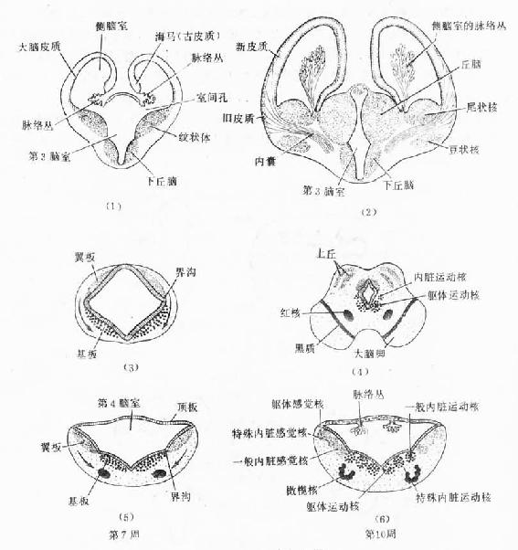 脑的各部分化