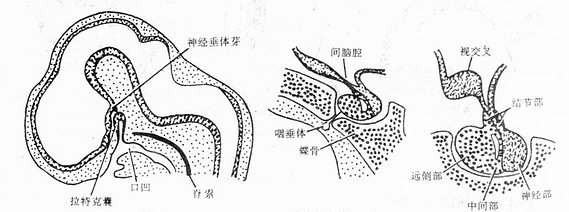 垂体的发生